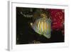 Regal Angelfish-Hal Beral-Framed Photographic Print