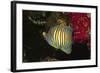 Regal Angelfish-Hal Beral-Framed Photographic Print