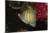 Regal Angelfish-Hal Beral-Mounted Photographic Print