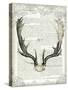 Regal Antlers on Newsprint II-Sue Schlabach-Stretched Canvas