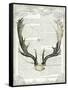 Regal Antlers on Newsprint II-Sue Schlabach-Framed Stretched Canvas