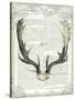 Regal Antlers on Newsprint II-Sue Schlabach-Stretched Canvas