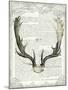 Regal Antlers on Newsprint II-Sue Schlabach-Mounted Art Print