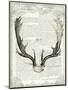 Regal Antlers on Newsprint II-Sue Schlabach-Mounted Art Print