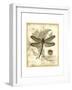 Regal Dragonfly I-Vision Studio-Framed Art Print