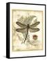 Regal Dragonfly I-Vision Studio-Framed Stretched Canvas