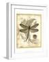 Regal Dragonfly I-Vision Studio-Framed Art Print