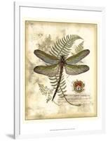 Regal Dragonfly I-Vision Studio-Framed Art Print