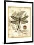 Regal Dragonfly I-Vision Studio-Framed Art Print