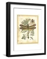 Regal Dragonfly III-Vision Studio-Framed Art Print