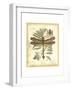 Regal Dragonfly III-Vision Studio-Framed Art Print