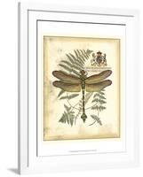 Regal Dragonfly III-Vision Studio-Framed Art Print