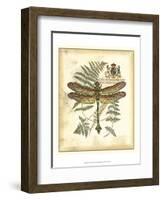 Regal Dragonfly III-Vision Studio-Framed Art Print