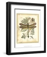 Regal Dragonfly III-Vision Studio-Framed Art Print