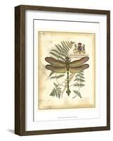 Regal Dragonfly III-Vision Studio-Framed Art Print