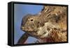 Regal Horned Lizard-null-Framed Stretched Canvas