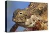 Regal Horned Lizard-null-Stretched Canvas