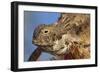 Regal Horned Lizard-null-Framed Photographic Print