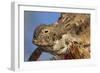 Regal Horned Lizard-null-Framed Photographic Print