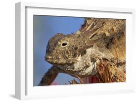 Regal Horned Lizard-null-Framed Photographic Print
