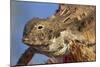 Regal Horned Lizard-null-Mounted Photographic Print