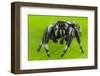 Regal jumping spider (Phidippus regius) captive male with iridescent fangs. Italy.-Emanuele Biggi-Framed Photographic Print