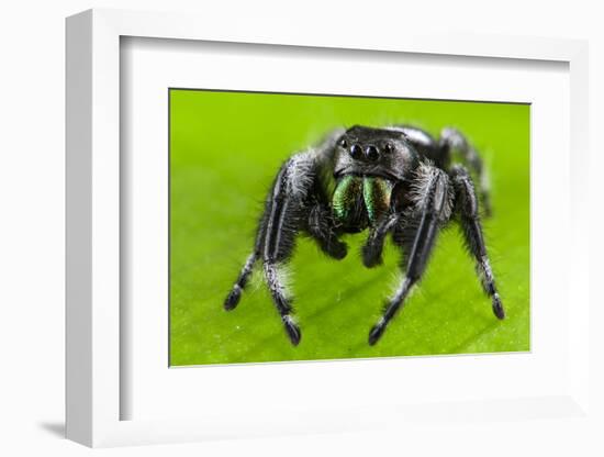 Regal jumping spider (Phidippus regius) captive male with iridescent fangs. Italy.-Emanuele Biggi-Framed Photographic Print