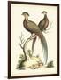 Regal Pheasants II-George Edwards-Framed Art Print