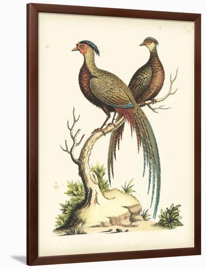 Regal Pheasants II-George Edwards-Framed Art Print