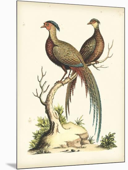 Regal Pheasants II-George Edwards-Mounted Art Print