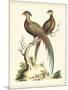 Regal Pheasants II-George Edwards-Mounted Art Print