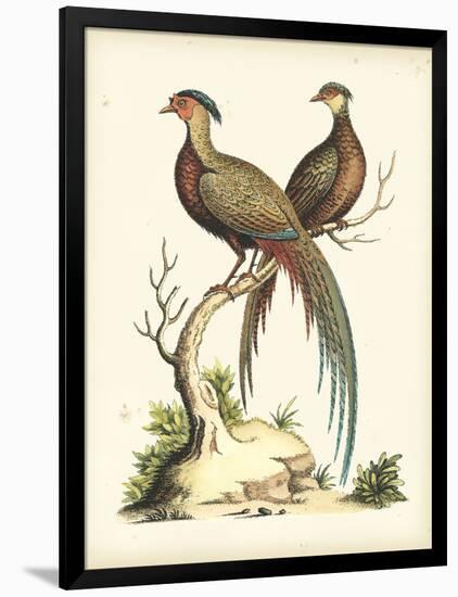 Regal Pheasants II-George Edwards-Framed Art Print