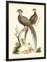 Regal Pheasants II-George Edwards-Framed Art Print