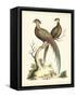 Regal Pheasants II-George Edwards-Framed Stretched Canvas