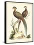 Regal Pheasants II-George Edwards-Framed Stretched Canvas