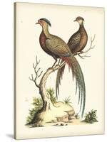 Regal Pheasants II-George Edwards-Stretched Canvas