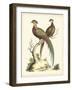 Regal Pheasants II-George Edwards-Framed Art Print