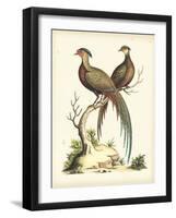 Regal Pheasants II-George Edwards-Framed Art Print