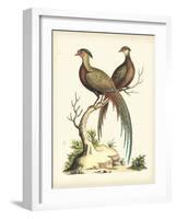 Regal Pheasants II-George Edwards-Framed Art Print