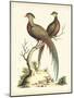 Regal Pheasants II-George Edwards-Mounted Art Print
