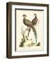 Regal Pheasants II-George Edwards-Framed Art Print