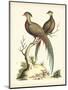 Regal Pheasants II-George Edwards-Mounted Art Print