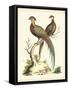 Regal Pheasants II-George Edwards-Framed Stretched Canvas