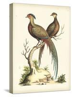 Regal Pheasants II-George Edwards-Stretched Canvas