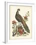 Regal Pheasants III-George Edwards-Framed Art Print