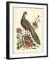 Regal Pheasants III-George Edwards-Framed Art Print