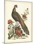 Regal Pheasants III-George Edwards-Mounted Art Print