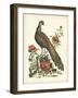 Regal Pheasants III-George Edwards-Framed Art Print