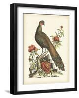 Regal Pheasants III-George Edwards-Framed Art Print