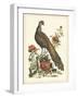 Regal Pheasants III-George Edwards-Framed Art Print